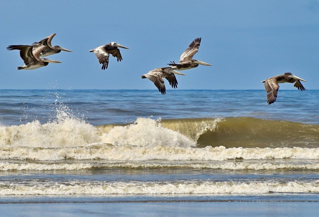 birds, brown pelicans, nature-8157789.jpg